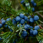 Mixed berries